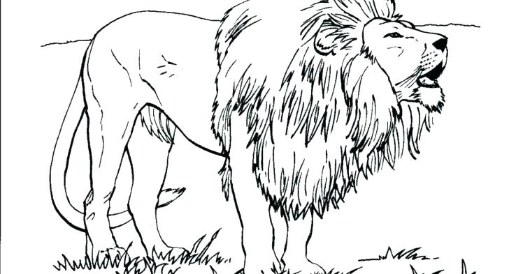 realistic lion coloring pages