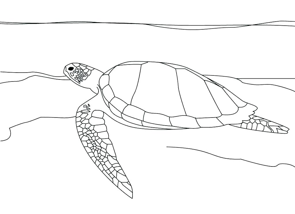 sea turtle coloring pages