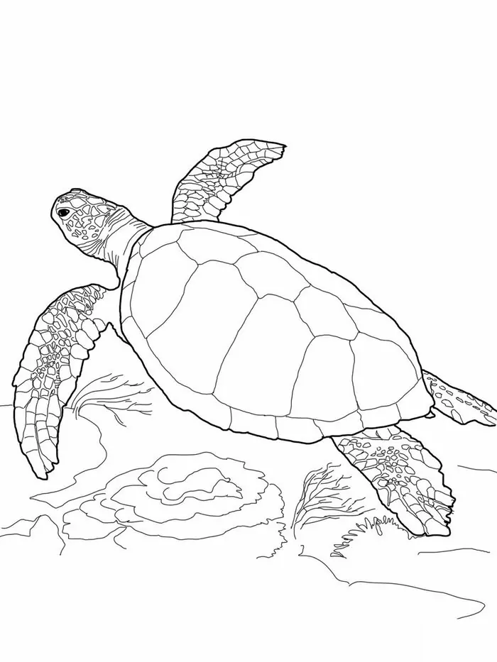 coloring pages for kids sea animals turtle