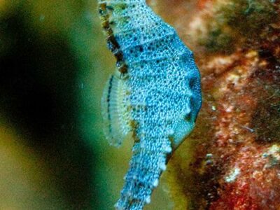 seahorse