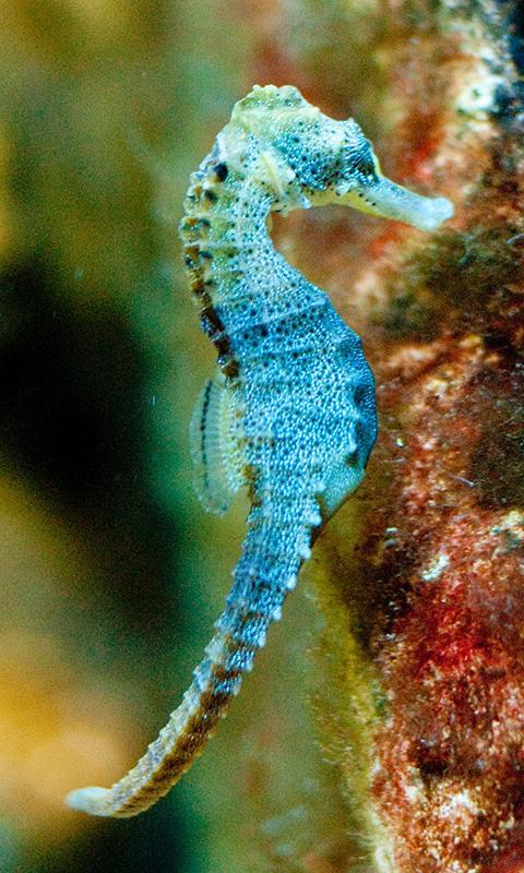 seahorse