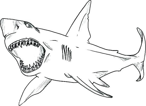 shark coloring pages pdf