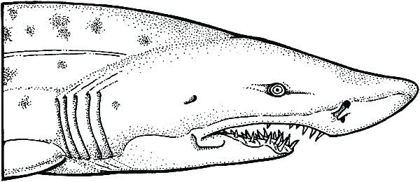 shark coloring pages printable