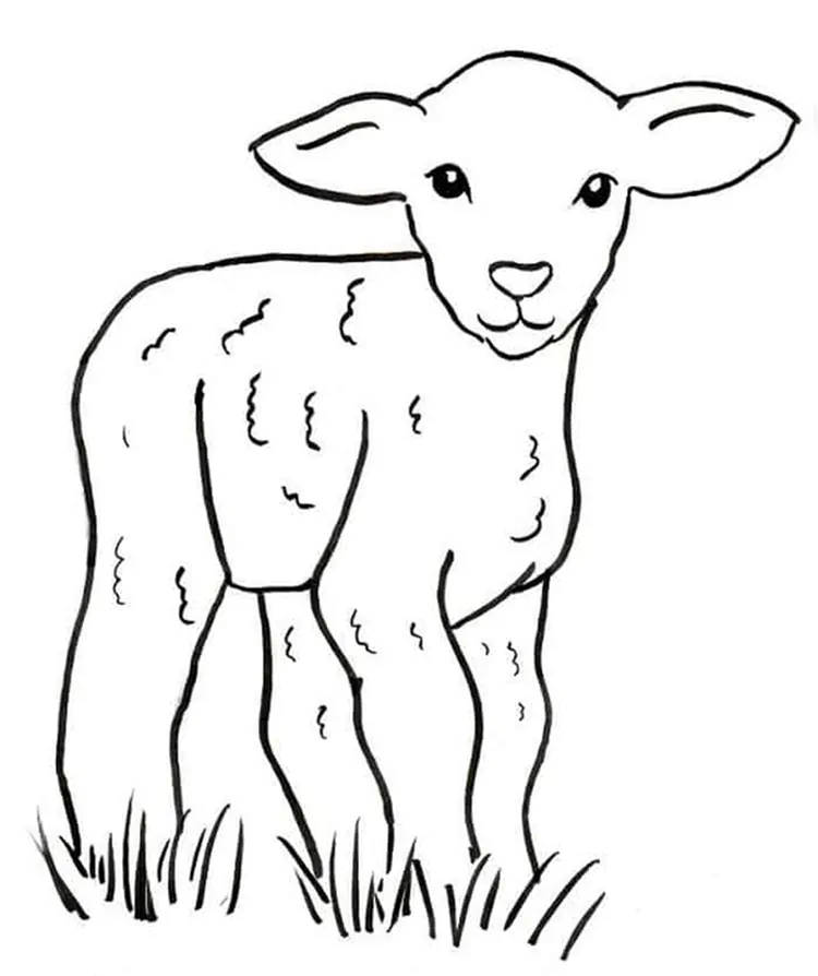 coloring pages sheep