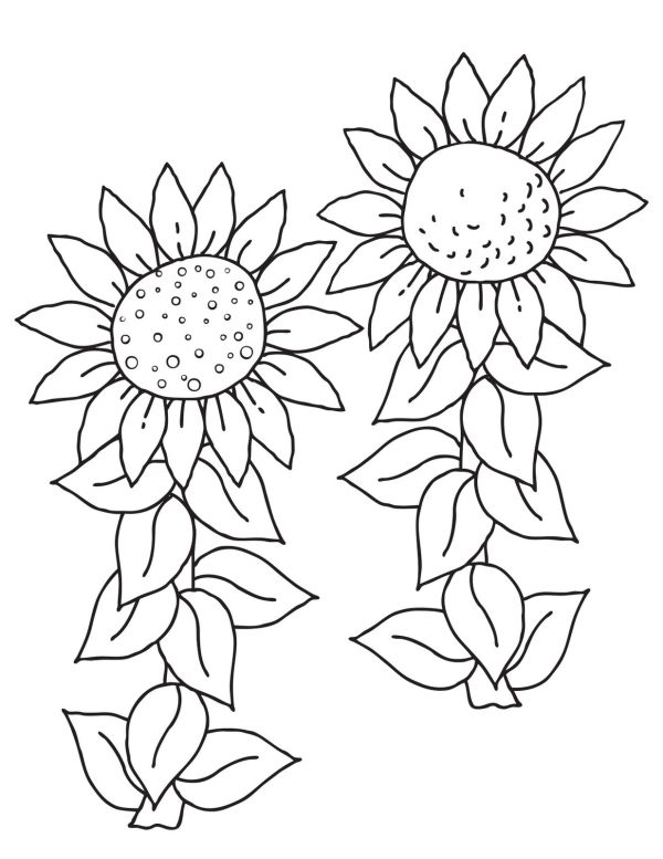 sunflower coloring page