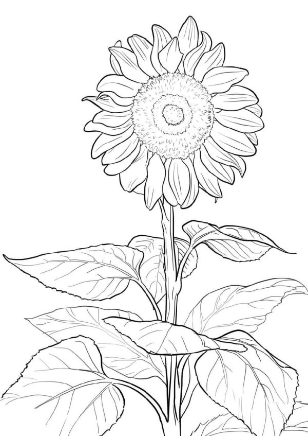 sunflower coloring page