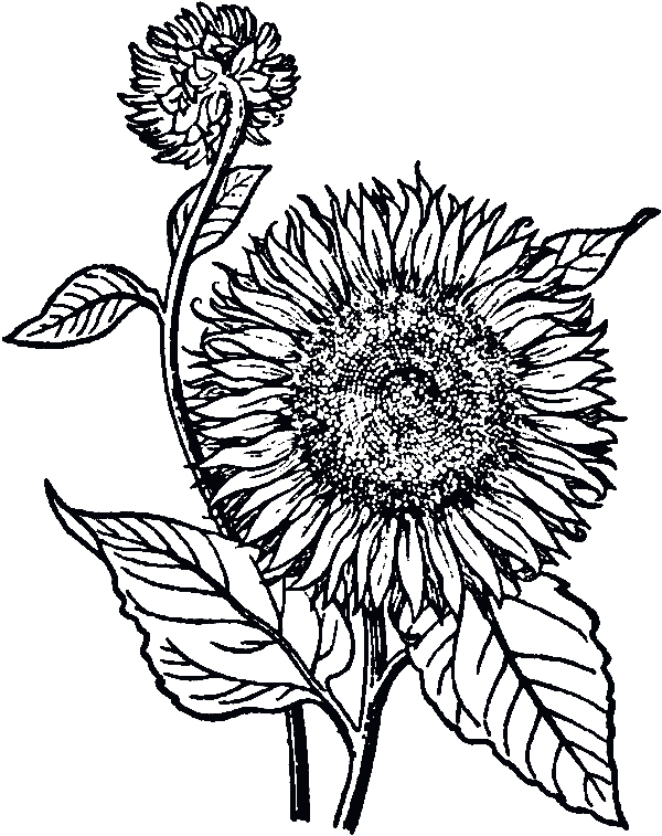 sunflower coloring page