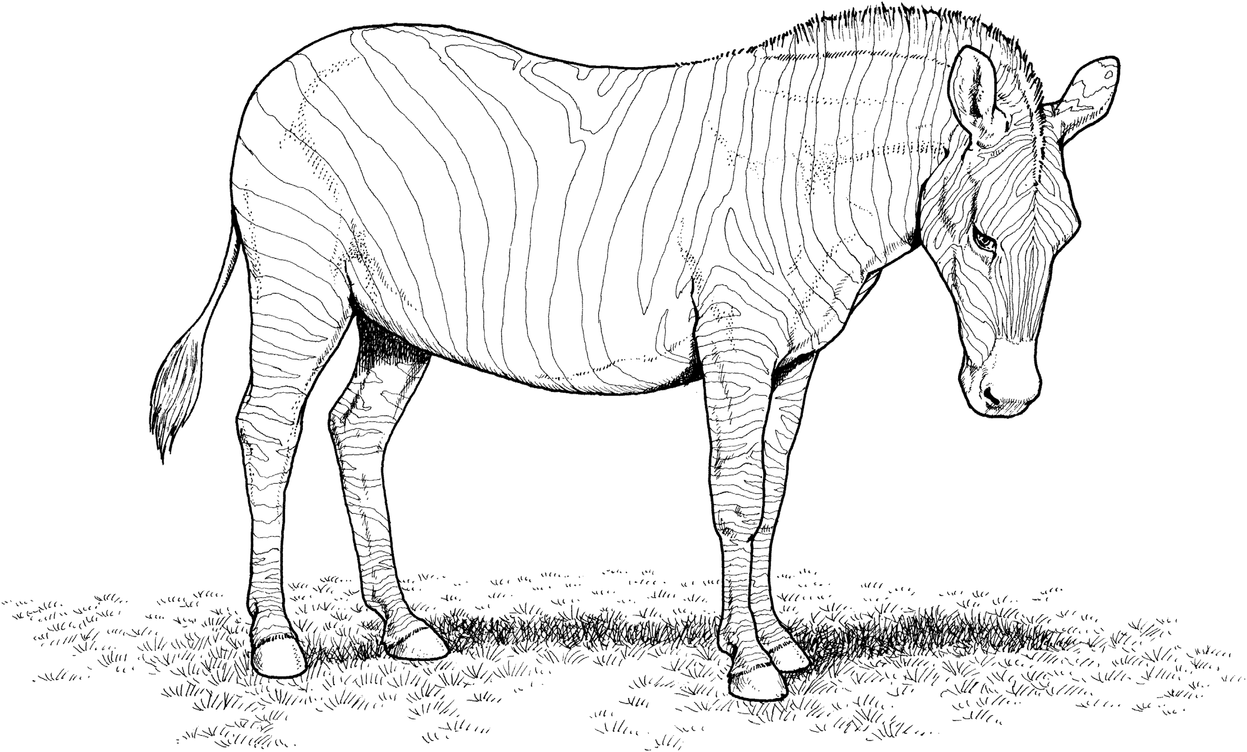 zebra coloring pages printable